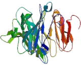 General Transcription Factor IIIC, Polypeptide 2 (GTF3C2)