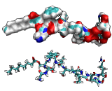 Ghrelin (GHRL)