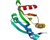 Glia Maturation Factor Gamma (GMFg)