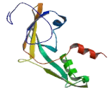 Glial Cells Missing Homolog 2 (GCM2)