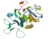 Globoside Alpha-1,3-N-Acetylgalactosaminyltransferase 1 (GBGT1)