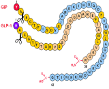 Glucagon Like Peptide 1 (GLP1)