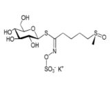 Glucoraphanin (GR)