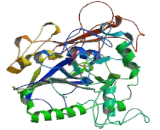 Glucosamine-N-Acetyl-6-Sulfatase (GNS)