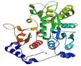 Glucosaminyl-N-Acetyl Transferase 1 (GCNT1)