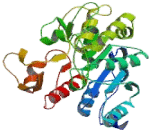 Glucosaminyl-N-Acetyl Transferase 2 (GCNT2)