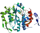 Glucosaminyl-N-Acetyl Transferase 3 (GCNT3)