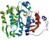 Glucosaminyl-N-Acetyl Transferase 4 (GCNT4)