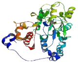 Glucosaminyl-N-Acetyl Transferase 7 (GCNT7)