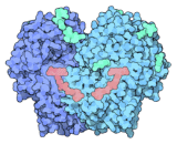 Glucose Oxidase (GOD)