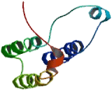 Glucose Transporter 10 (GLUT10)