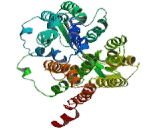 Glucose Transporter 11 (GLUT11)