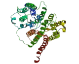 Glucose Transporter 14 (GLUT14)