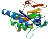 Glucose Transporter 2 (GLUT2)