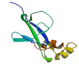 Glucose Transporter 8 (GLUT8)