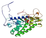 Glucosidase Beta, Bile Acid 2 (GbA2)