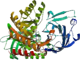 Glucuronidase Beta (GUSb)