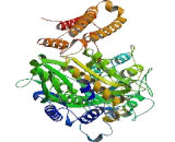 Prostate-specific Membrane Antigen (PMSA)