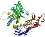 Glutamate Decarboxylase 2 (GAD2)