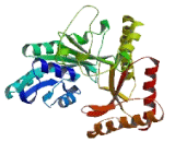 Glutamate Decarboxylase Like Protein 1 (GADL1)