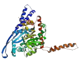 Glutamate Dehydrogenase 2 (GLUD2)