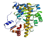 Glutamic Oxaloacetic Transaminase 1 Like Protein 1 (GOT1L1)