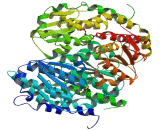 Glutamine Fructose-6-Phosphate Transaminase 1 (GFPT1)