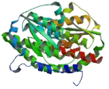 Glutamine Fructose-6-Phosphate Transaminase 2 (GFPT2)