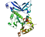 Glutamine synthetase (GS)