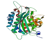 Glutaminyl Peptide Cyclotransferase (QPCT)