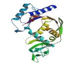 Glutamyl tRNA Synthetase 2, Mitochondrial (EARS2)