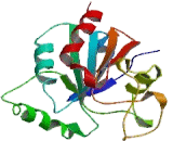 Glutathione Peroxidase 2, Gastrointestinal (GPX2)