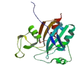 Glutathione Peroxidase 5 (GPX5)