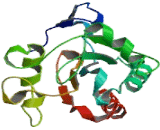 Glutathione Peroxidase 6, Olfactory (GPX6)