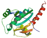 Glutathione Peroxidase 8 (GPX8)