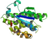 Glutathione S Transferase Pi (GSTp)