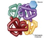 Glycated Hemoglobin A1c (HbA1c)