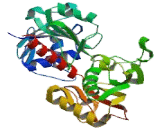 Glyceraldehyde-3-Phosphate Dehydrogenase, Spermatogenic (GAPDHS)