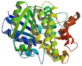 Glycerol-3-Phosphate Dehydrogenase 1 (GPD1)