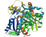 Glycerol Kinase 5 (GK5)