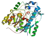 Glycine Amidinotransferase (GATM)