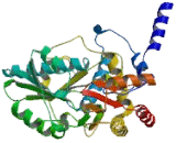 Glycine Dehydrogenase (GLDC)