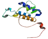 Glycine-N-Acyltransferase (GLYAT)