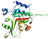 Glycine-N-Acyltransferase Like Protein 1 (GLYATL1)