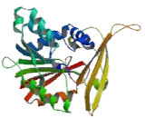 Glycine-N-Methyltransferase (GNMT)