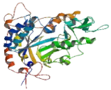 Glycogen Debranching Enzyme (AGL)