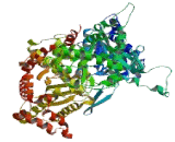 Glycogen Phosphorylase, Brain (PYGB)