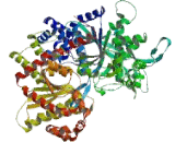 Glycogen Phosphorylase, Liver (PYGL)