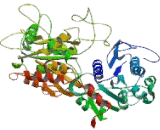 Glycogen Synthase 2, Liver (GYS2)