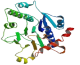 Glycogenin 1 (GYG1)